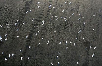 Aves sobrevuelan la marea negra, que aún no ha llegado a la costa
