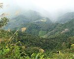 Deforestación en las selvas de Borneo