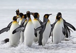 Grupo de pingüinos rey.