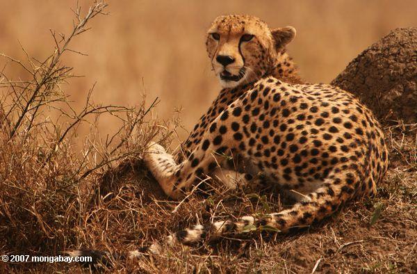 Leopardo en Kenya