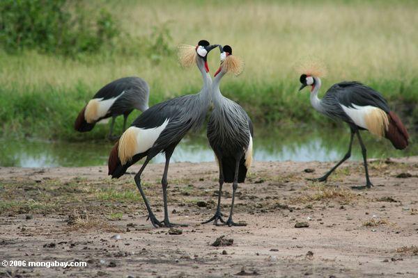 Pájaros en Uganda