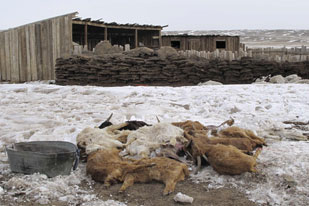 Crisis alimentaria en Mongolia