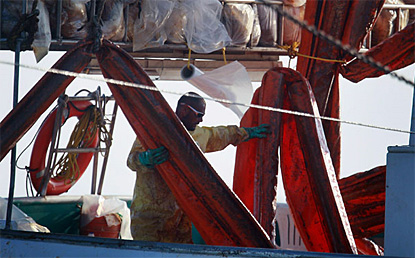 Barcos pesqueros recogen barreras contra la marea negra