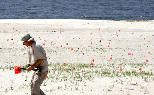 Protección de aves marinas en el Delta del Mississippi