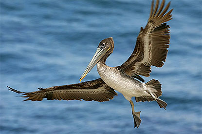 pelicano marrón