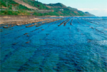 Las algas marinas producen biopetróleo