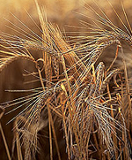 Planta de trigo