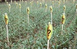 Greenpeace marca un campo de maíz con interrogantes. Si se aprueba la Directiva de Semillas, una de cada doscientas plantas sería transgénica de manera no controlada.
