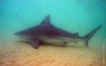 Tiburón gris avistado en la costa de Tarragona en el verano de 2007.