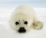 Una cría de foca arpa.