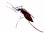 El vector de la malaria humana son las hembras de mosquitos del género Anopheles