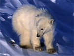 Oso polar (© WWF-Canon/ Michel Terretaz).