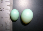 Un investigador del CSIC demuestra que un ave forestal pone huevos de menor tamaño debido al cambio climático (04/06/2008)