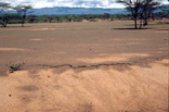Un suelo degradado con señales de erosión superficial en Kenia.