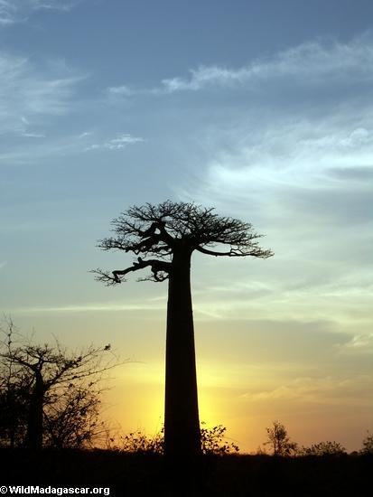 Baobab en Madagascar