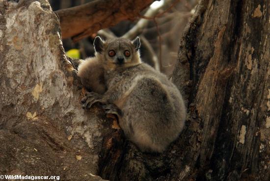Animales en Madagascar
