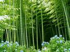 Bambú sostenible
