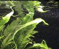 Biocombustibles mediante algas