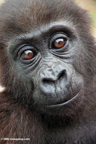 Gorila en Gabón