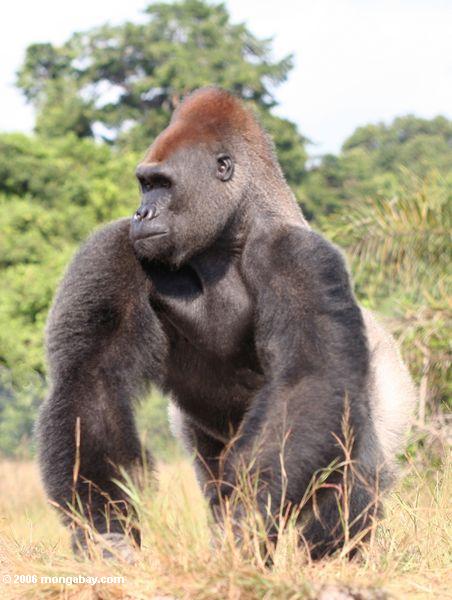 Gorilas en Gabón