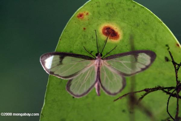 Mariposa en Costa Rica