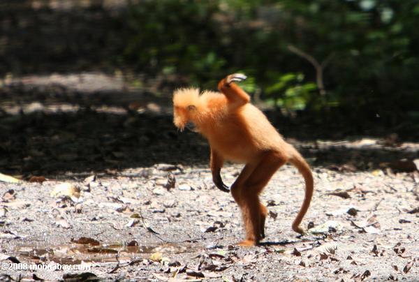 Mono en Borneo