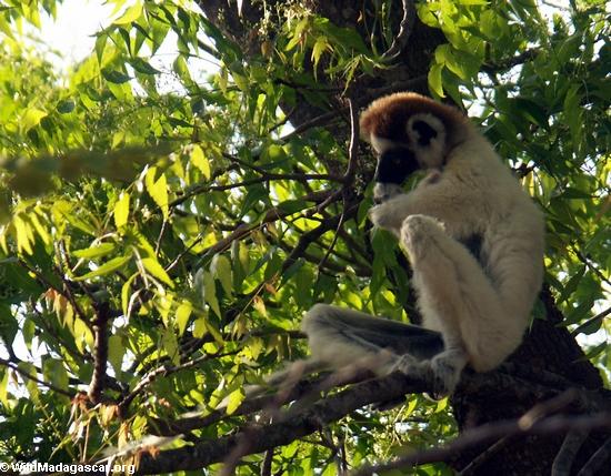 Mono en Madagascar