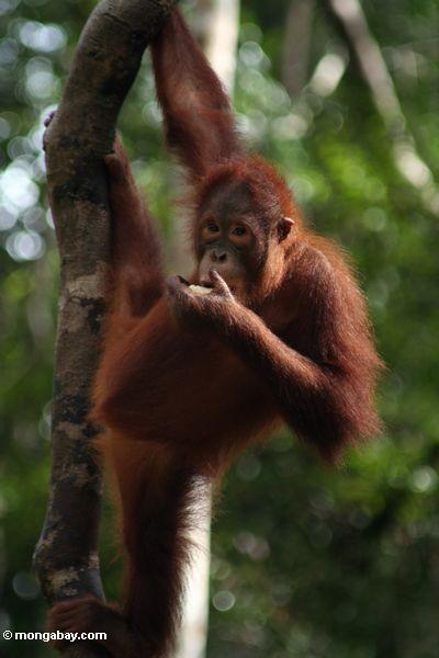 Orangután en Indonesia