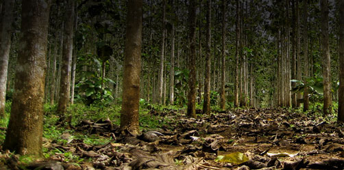 Reforestación de bosques tropicales