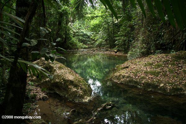 Selva en Belize